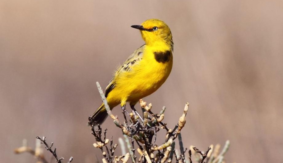 Yellow Chat