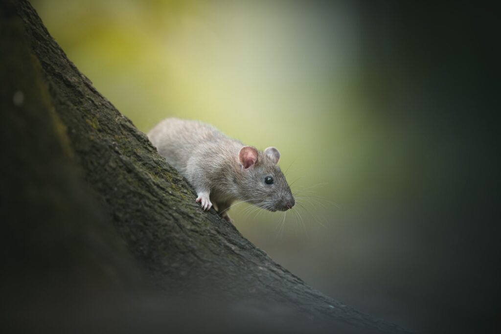 trying-to-escape-the-musician’s-rat-race